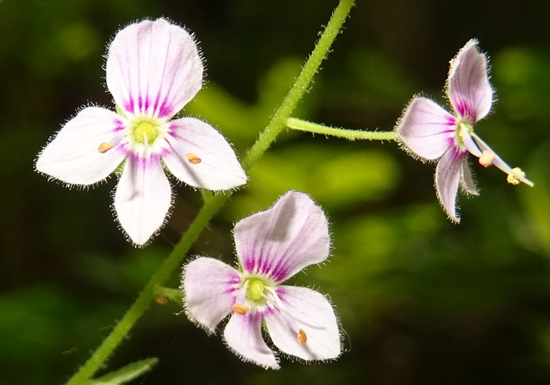 Veronica urticifolia - Plantaginaceae